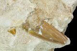 Bargain, Otodus Shark Tooth Fossil in Rock - Eocene #139893-1